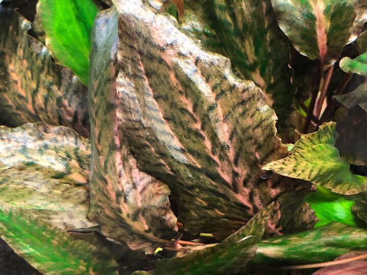 【水草・水生植物】チャーム公式 tweet media