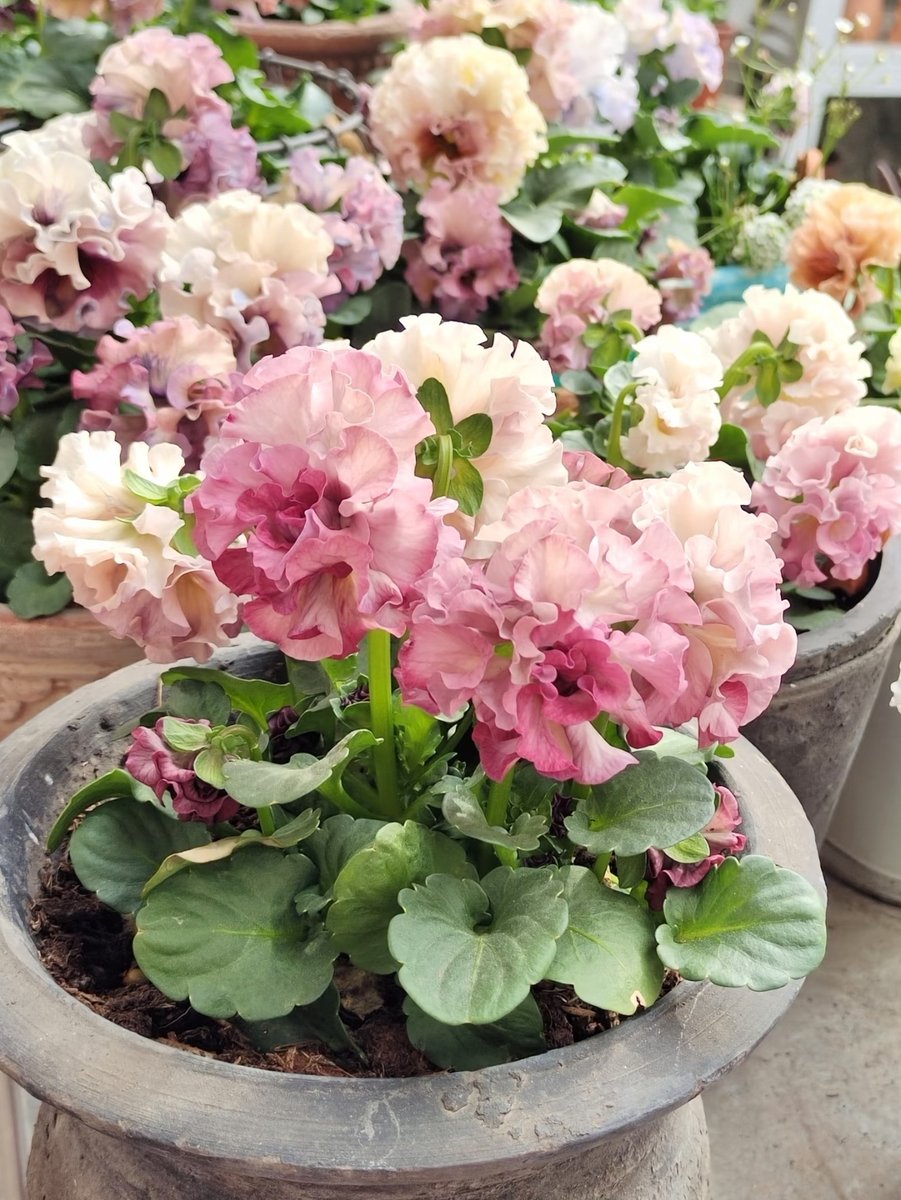 Anoka Matthews tweet media