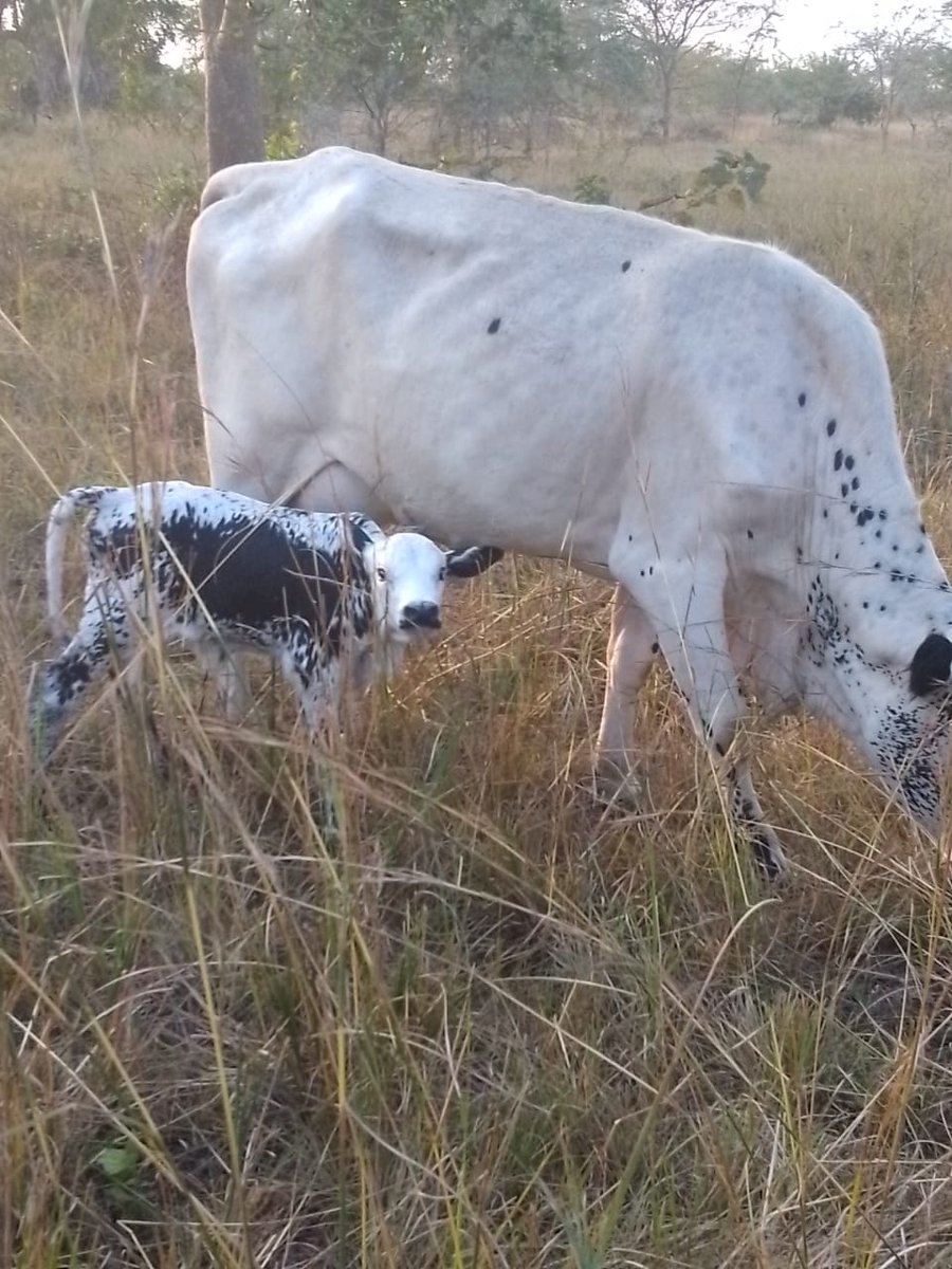 Alinaitwe brian tweet media