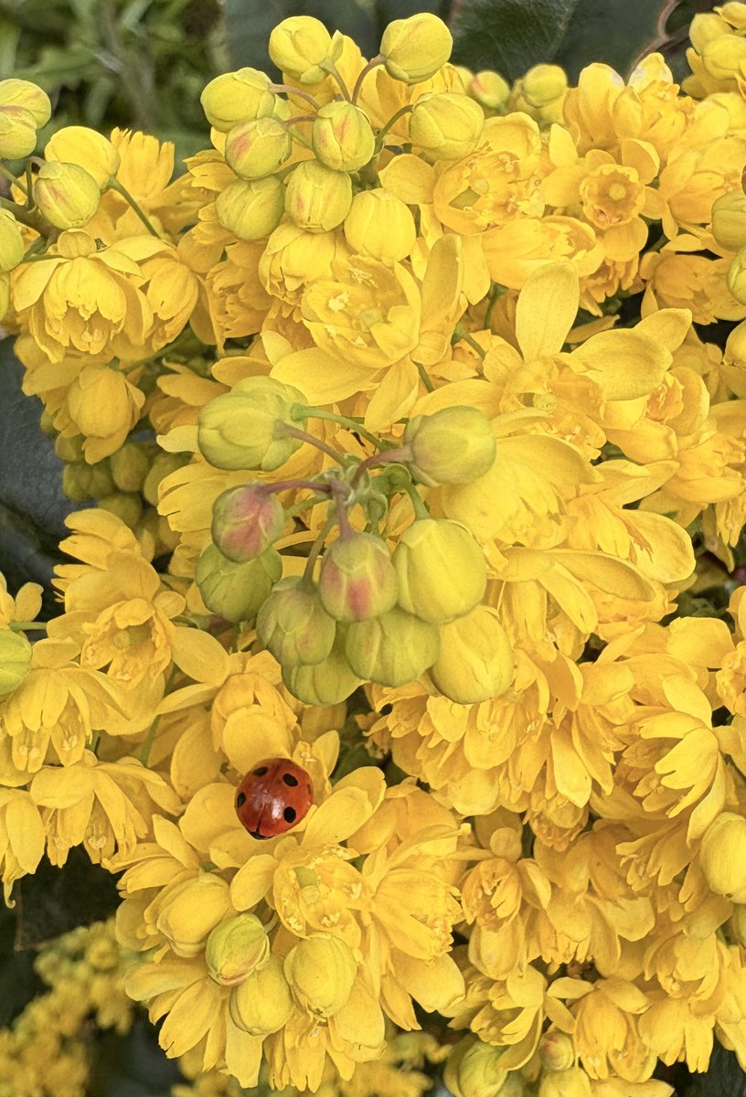 barbosavl's tweet image. Good morning with a ladybird on Berberis aquifolium, aka Oregon grape, for #InsectThursday 
Have a fun day!
#ladybirds #insects #spring #Berberisaquifolium #ThursdayMotivation