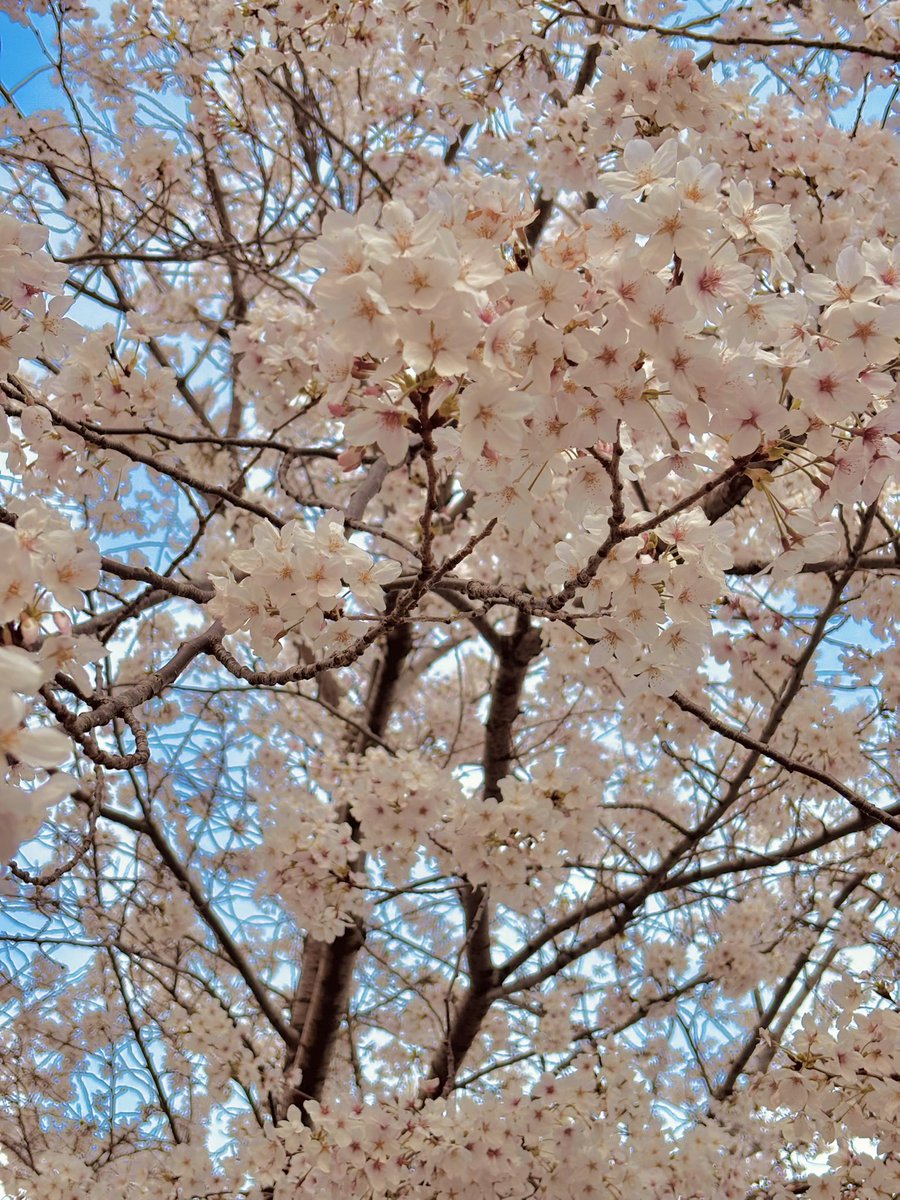 𝓡𝓞𝓜𝓜𝓨 🌷5/3(日)pechka tweet media