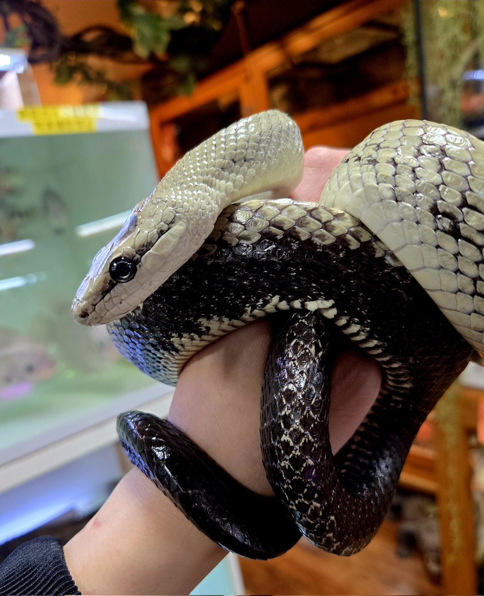 爬虫類専門店【𝙳𝙸𝚉𝚉𝚈 𝙿𝙾𝙸𝙽𝚃】東京第002225 tweet media