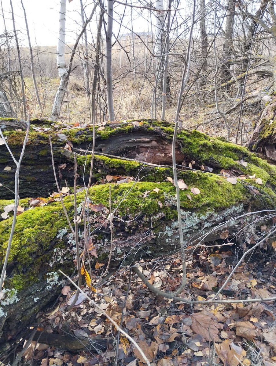 𝙉𝙖𝙩𝙖𝙡𝙞𝙖 tweet media