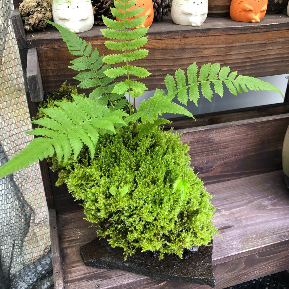 【水草・水生植物】チャーム公式 tweet media