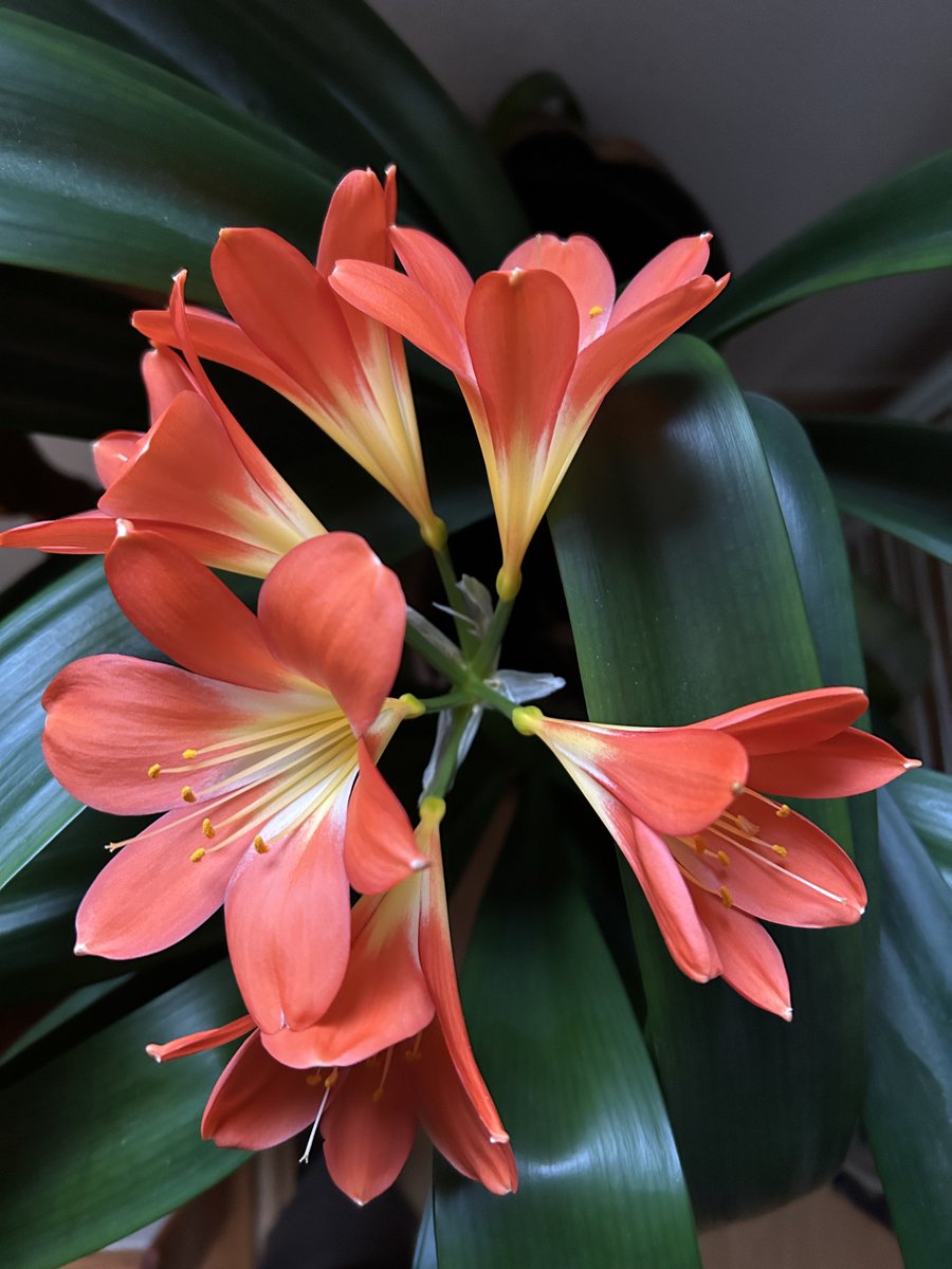 Clivia viert haar verjaardag!
