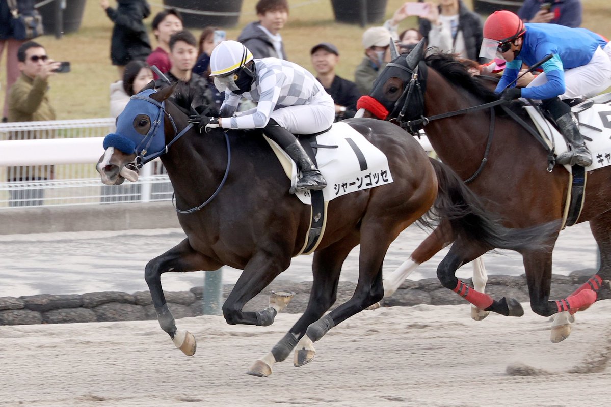 インゼルサラブレッドクラブ tweet media