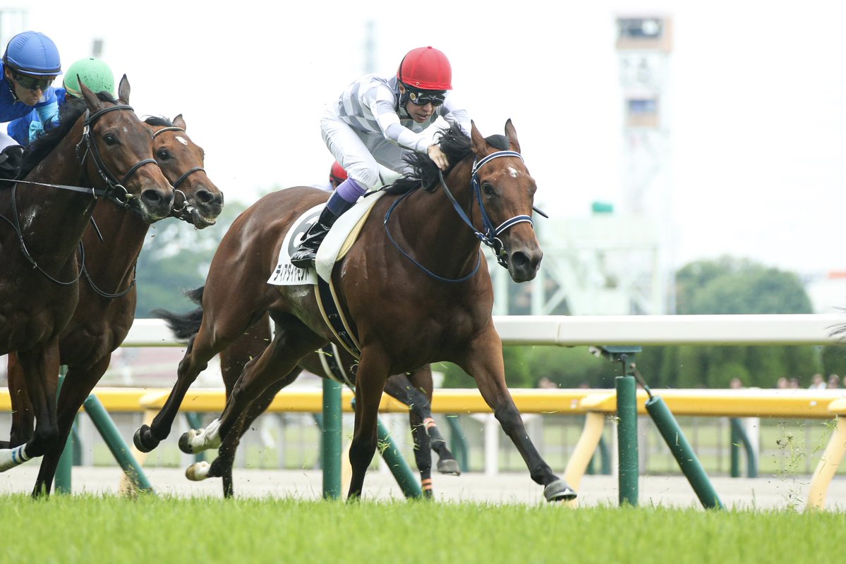 インゼルサラブレッドクラブ tweet media