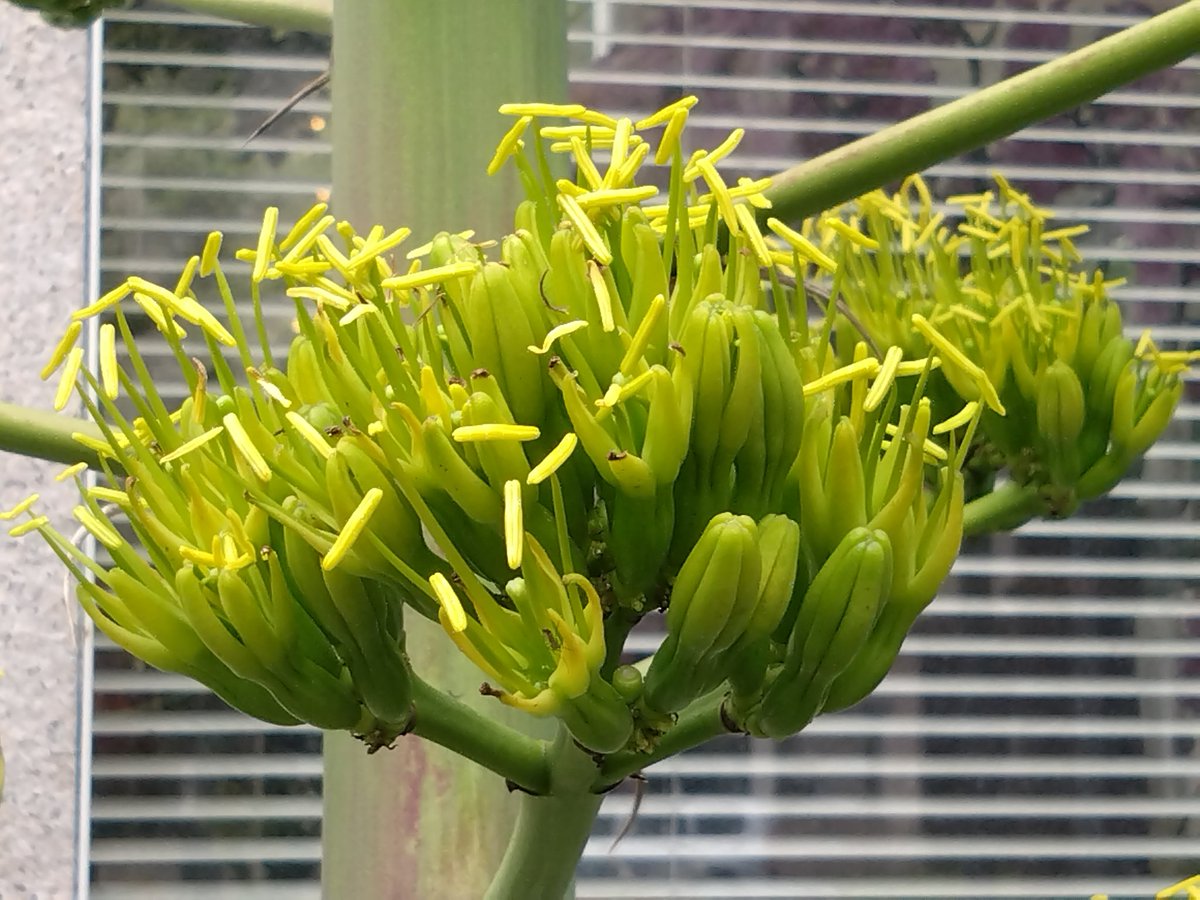 林田慎吾 tweet media