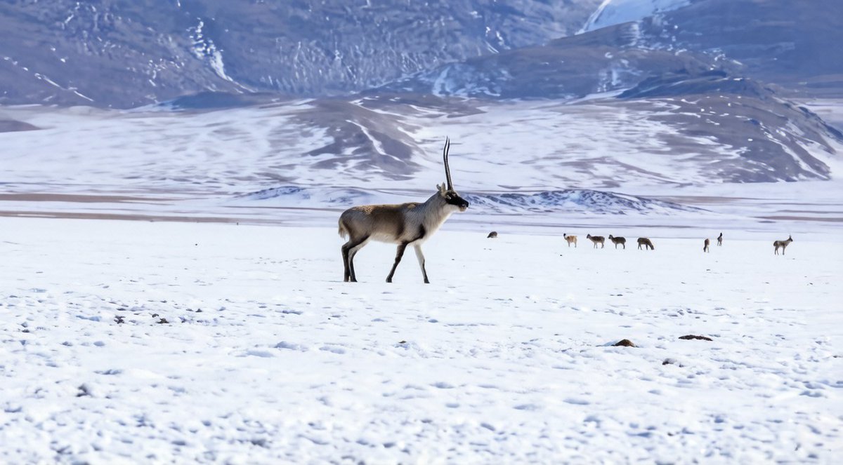 HimalayaTouch_'s tweet image. Pregnant Tibetan antelopes cross tens of kilometers at 4,800MASL in Nyima County, the heart of Changtang Nature Reserve, migrating from winter pastures to lambing grounds in Hoh Xil. #TibetanAntelope #SpringMigration
