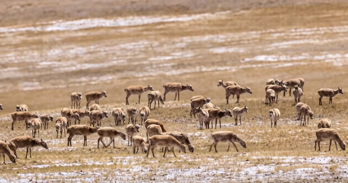 HimalayaTouch_'s tweet image. Pregnant Tibetan antelopes cross tens of kilometers at 4,800MASL in Nyima County, the heart of Changtang Nature Reserve, migrating from winter pastures to lambing grounds in Hoh Xil. #TibetanAntelope #SpringMigration