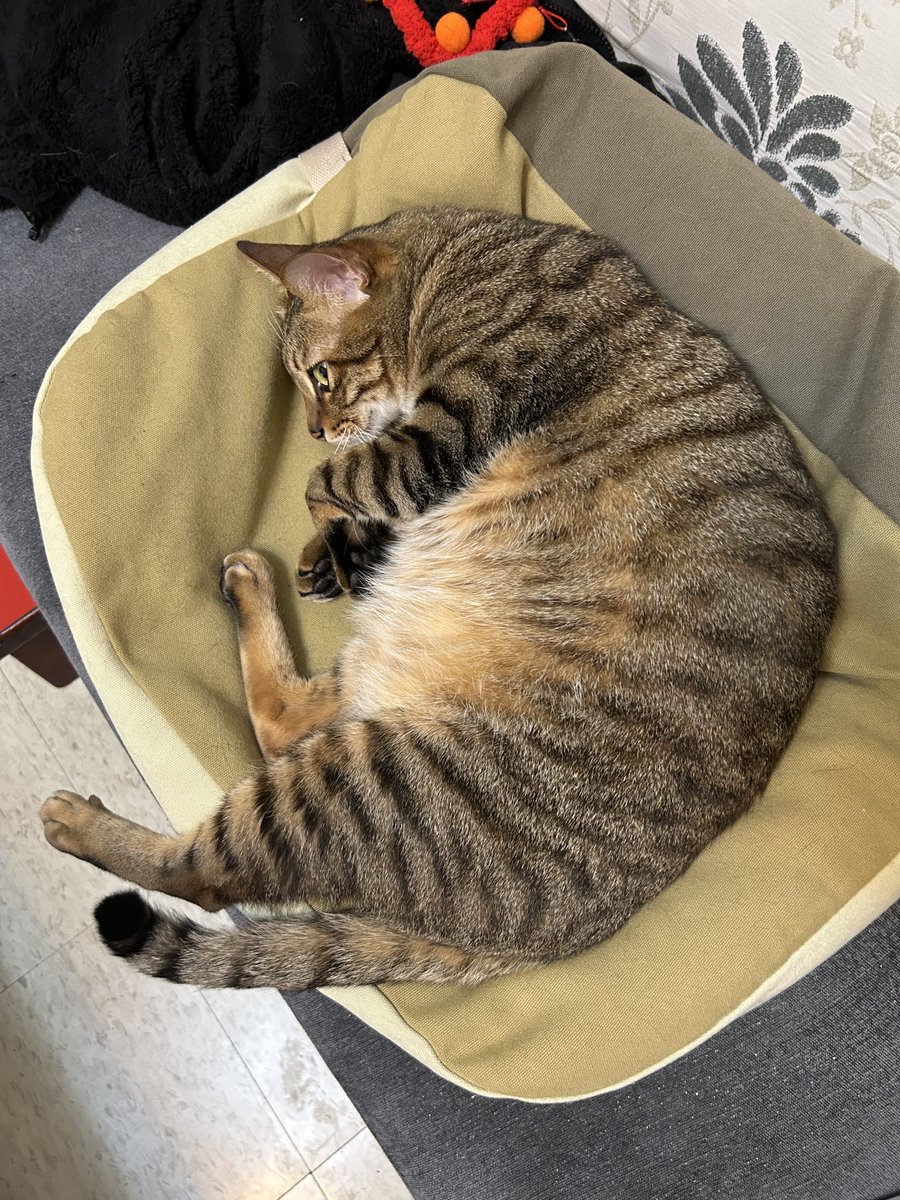 虎牙🦖與他的奴僕S tweet media