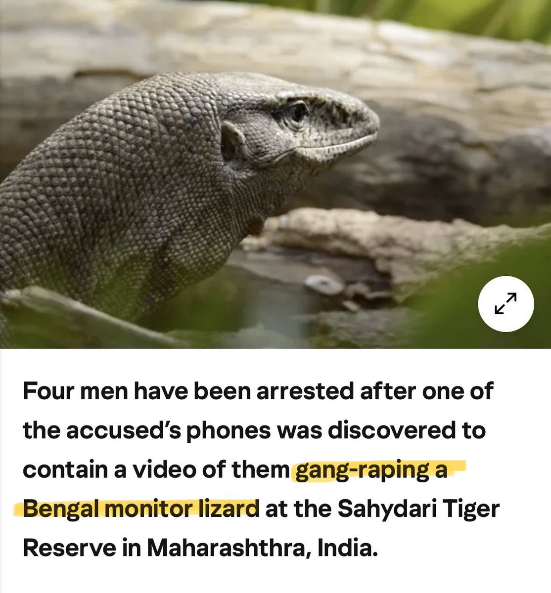 Wombat🟪⬜️🟩 tweet media