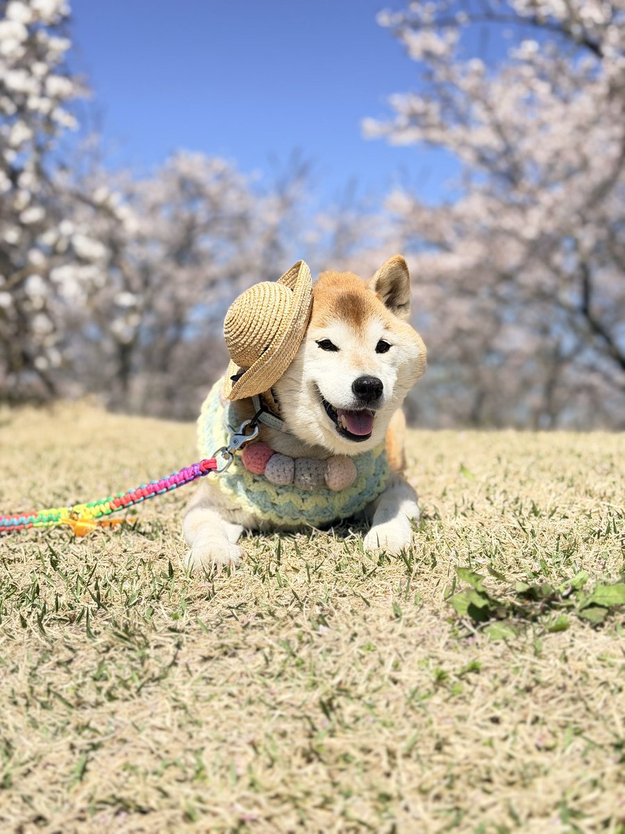 柴犬ハナ tweet media