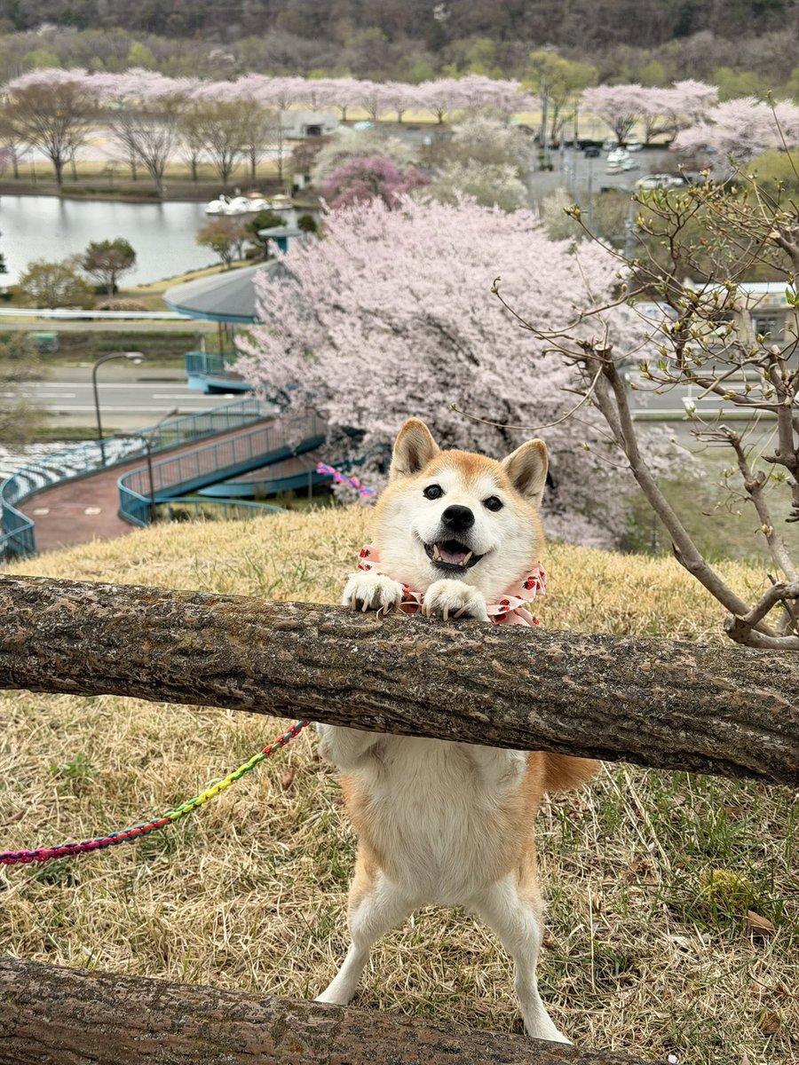 柴犬ハナ tweet media