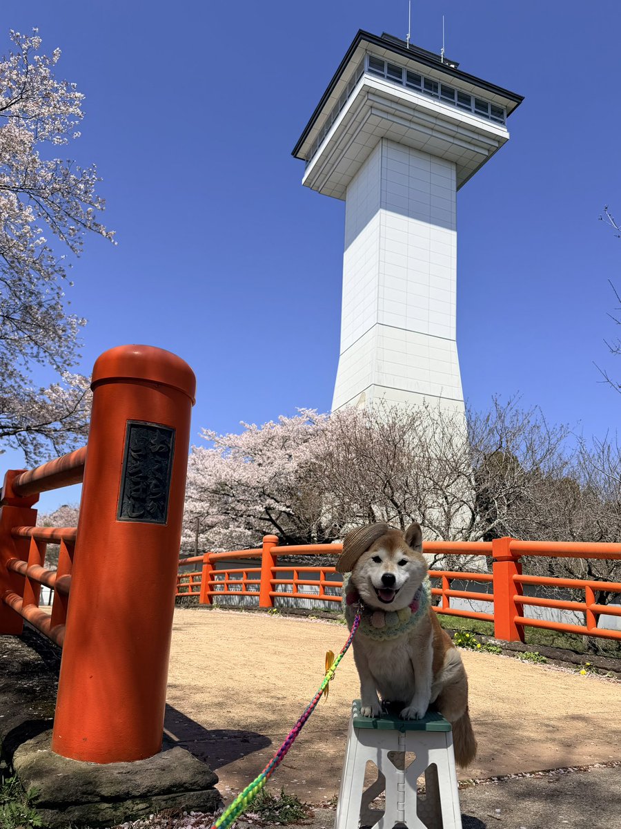 柴犬ハナ tweet media