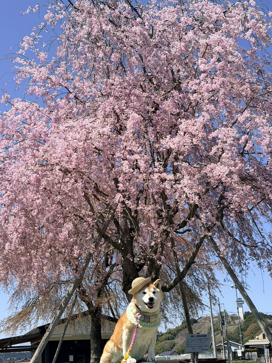 柴犬ハナ tweet media