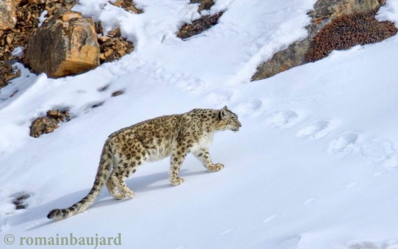 concienciaeco's tweet photo. Leopardo de las nieves, guardián silencioso de las cumbres asiáticas
Imagen © romainbaujard
https://t.co/HZEUSxwJ3H
#medioambiente #biodiversidad #animales #felinos #leopardos #especiesenextinción #investigación #estudiocientífico #especiesamenazadas #biología https://t.co/7mhcO6oqLP
