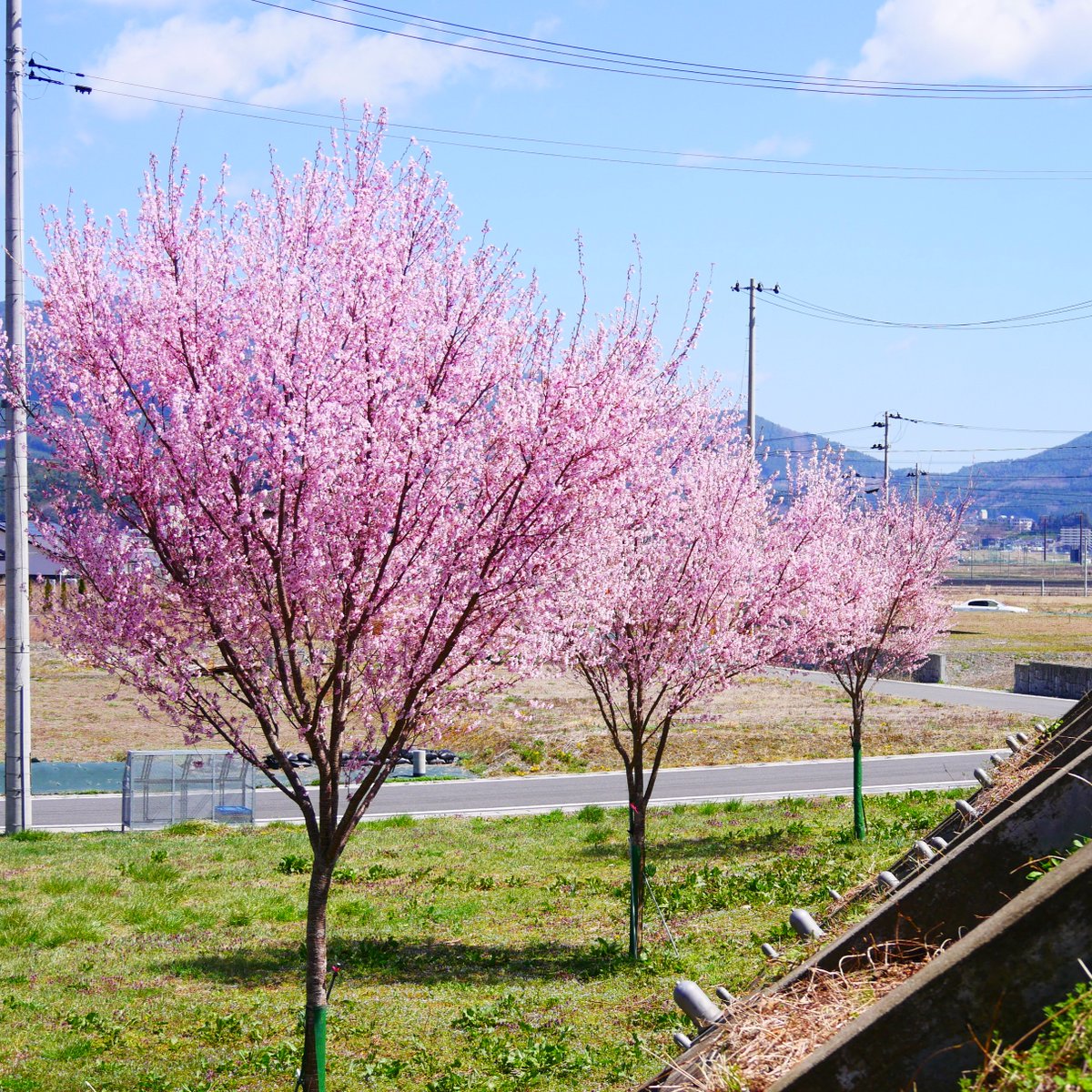 sakuraline311's tweet photo. 散策会（4/4）の時はまだパヤパヤだったエドヒガンザクラが、ついに見ごろに🌸
一輪は小さいのに、こ���花数…圧倒的な存在感です。
今週末の散策会でも、きっと目玉スポットのひとつになりそう。
2021年3月に植えてからわずか5年。
土との相性も良かったのか、立派に育ってくれました🌸
#桜ライン311 https://t.co/bqPtNzGOgM