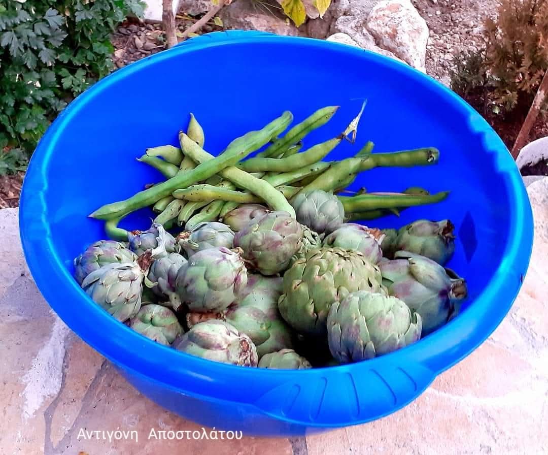 anda apostolatou tweet media