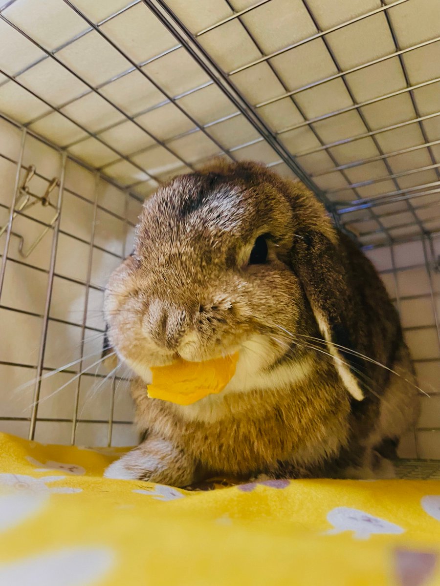 マックス tweet media