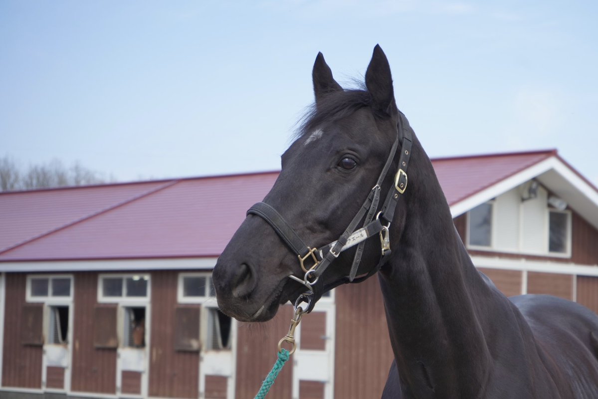 northern_horse's tweet photo. ふだん見学のできないきゅう舎で繋養しているヴェラアズールが、期間限定で見学きゅう舎へ移動することになりました！

【場所】きゅう舎3
【期間】2026/4/15（水）〜5/10（日）

「みんな、会いに来てね！」

#ヴェラアズール https://t.co/2wMtn0tKQX
