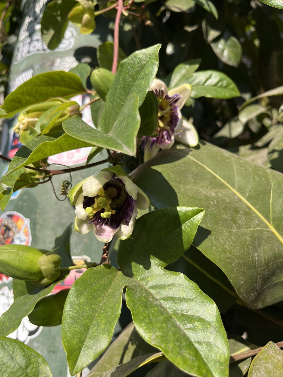 Ave Frutal 🍉 tweet media