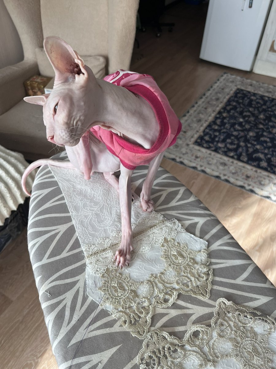 Смотрите, кошка