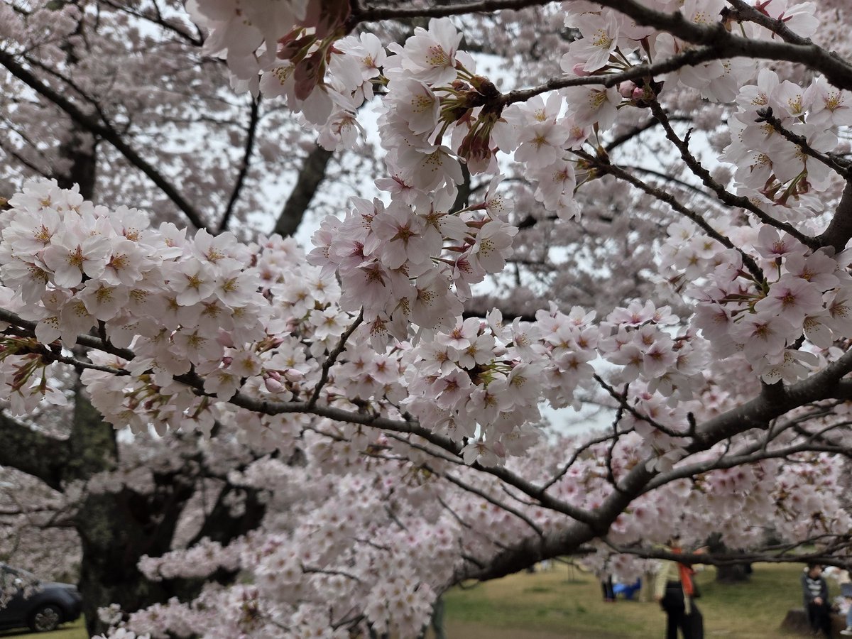 怠惰のこぬ☃ tweet media