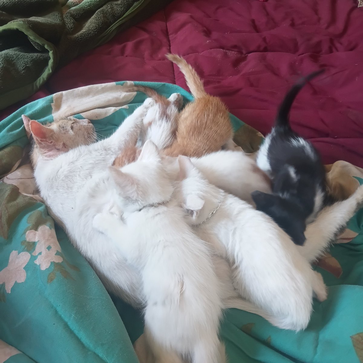 Fatima in Gaza tweet media