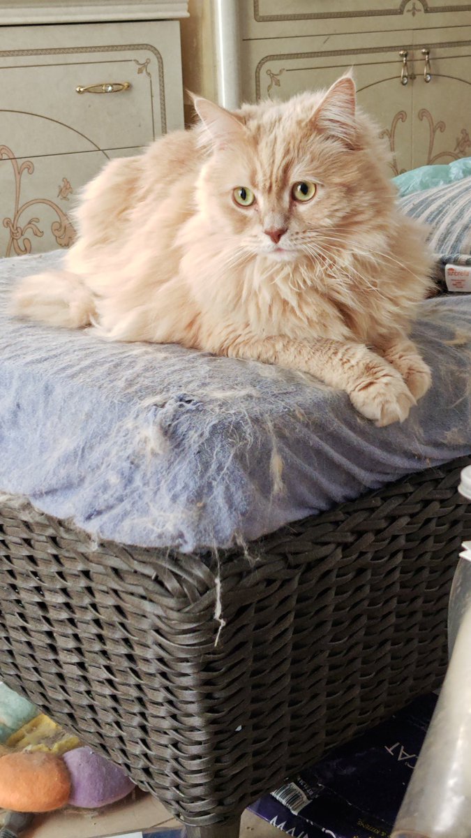 志真啓（しままま）@Skeb＆Fanbox募集中 tweet media