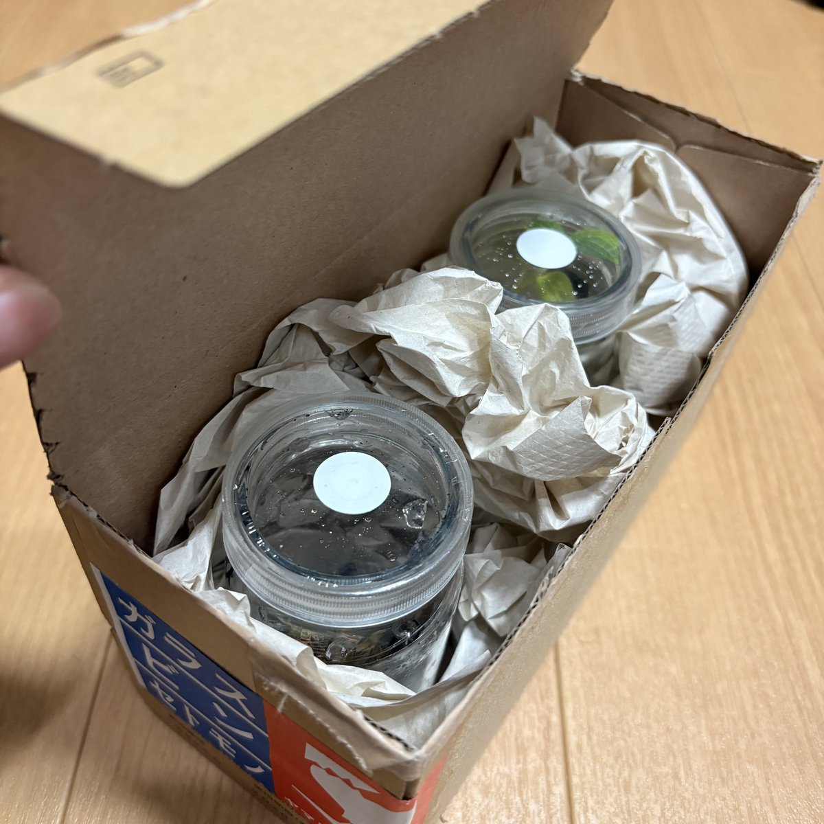 TheGAKI @日常やプライベートや培養 tweet media