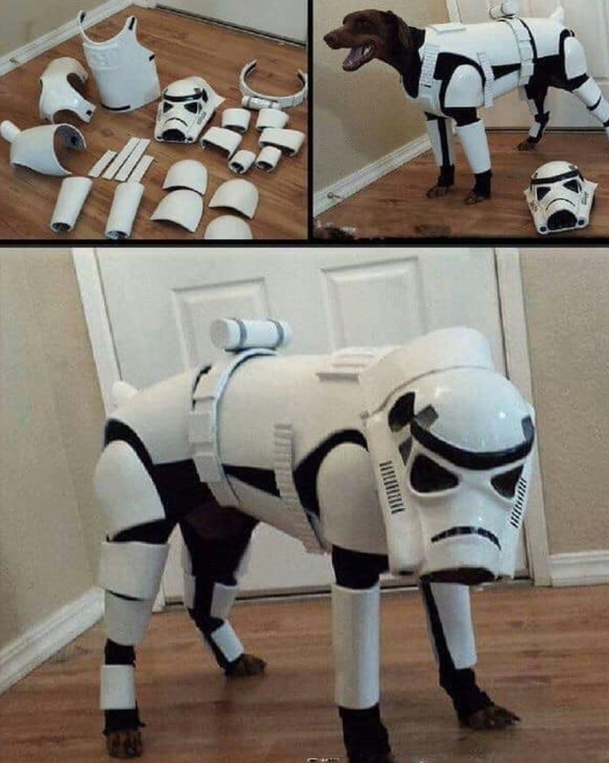 The Dalbo Dog tweet media