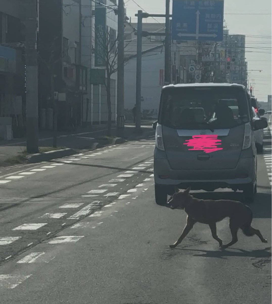 北海道*保健所*里親募集 tweet media