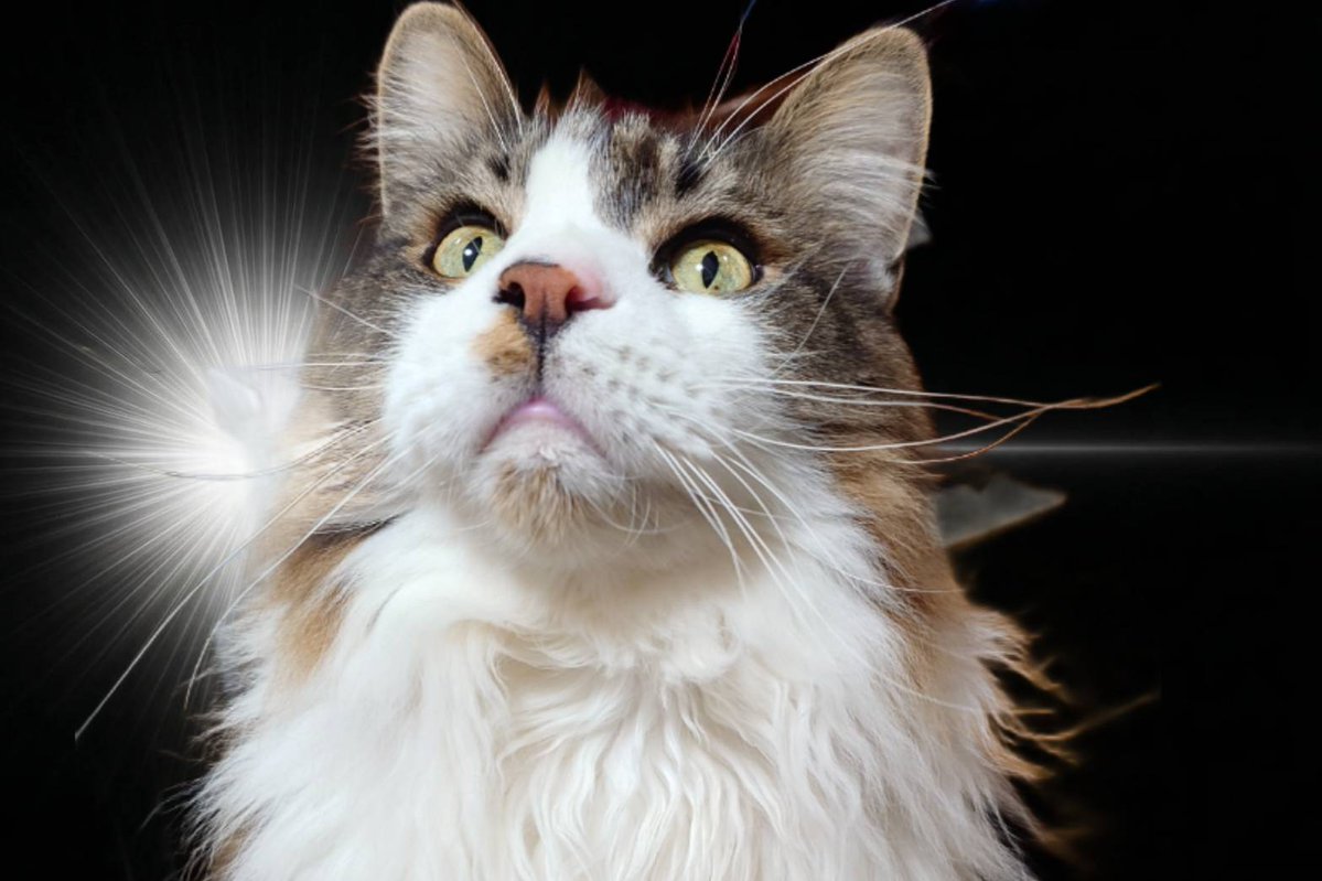 ルーベンス tweet media