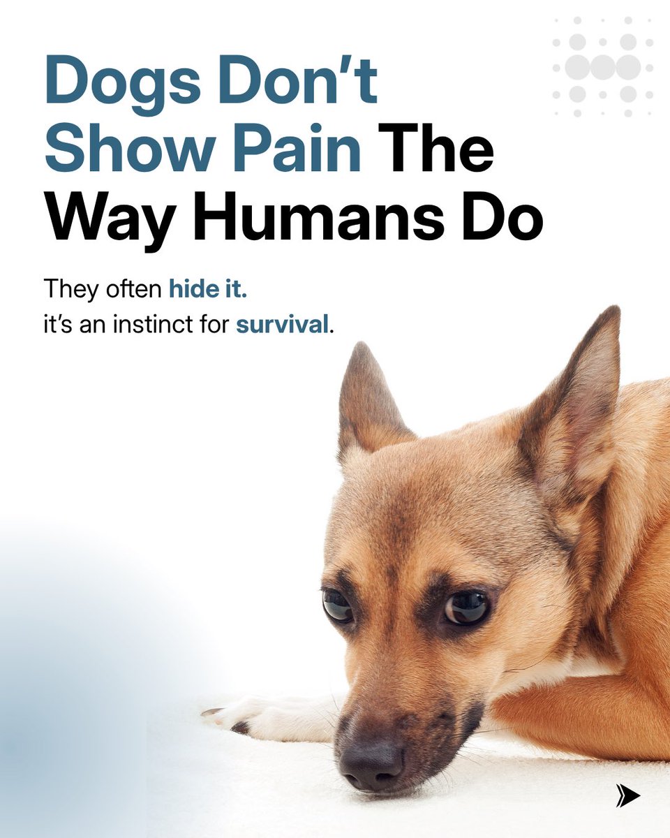 hoomanely's tweet photo. Paying attention to your dog’s daily habits matters more than you think.
Because recognizing early signs of pain in dogs like changes in movement, posture, or routine can make all the difference. Comment “CHECK” and we’ll help you understand your dog’s health signals https://t.co/4UpO9nb4nG