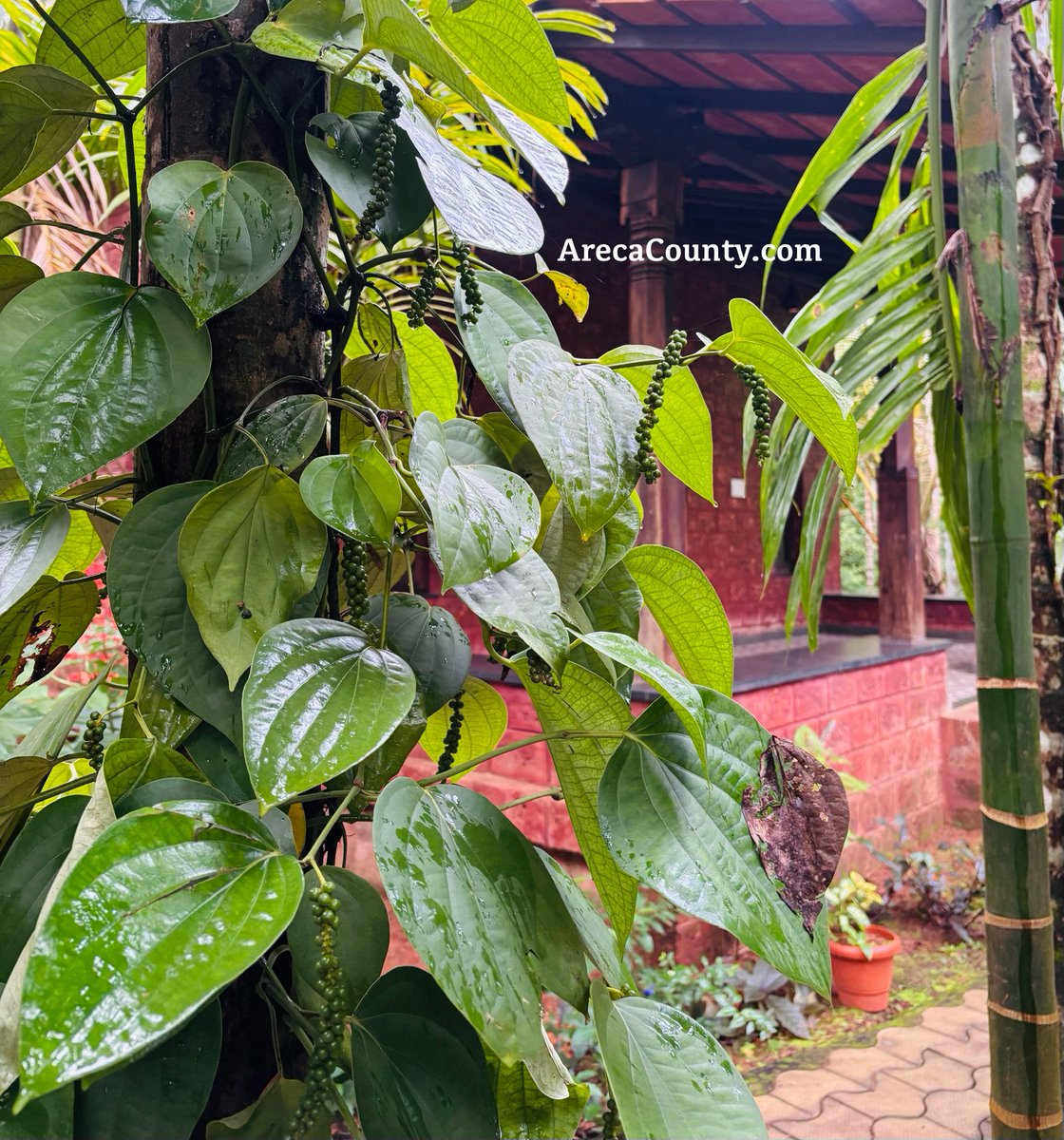 Areca County tweet media