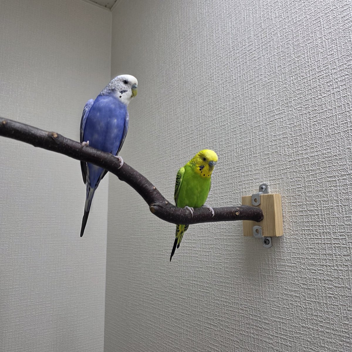 【公式】NPO法人 Bridge for the birds tweet media