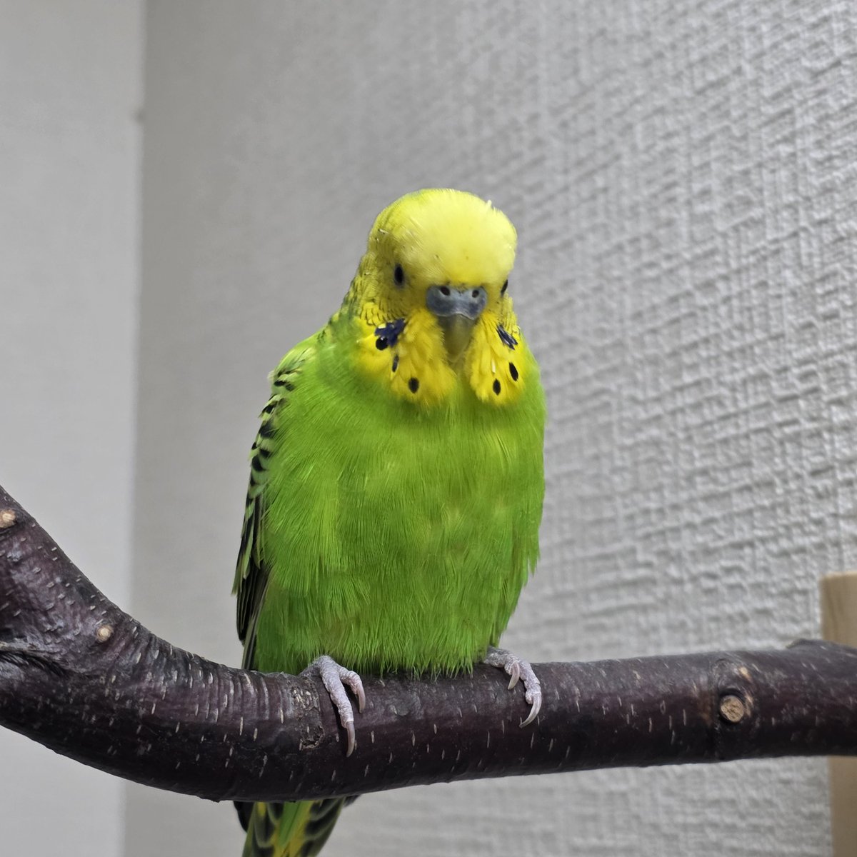 【公式】NPO法人 Bridge for the birds tweet media