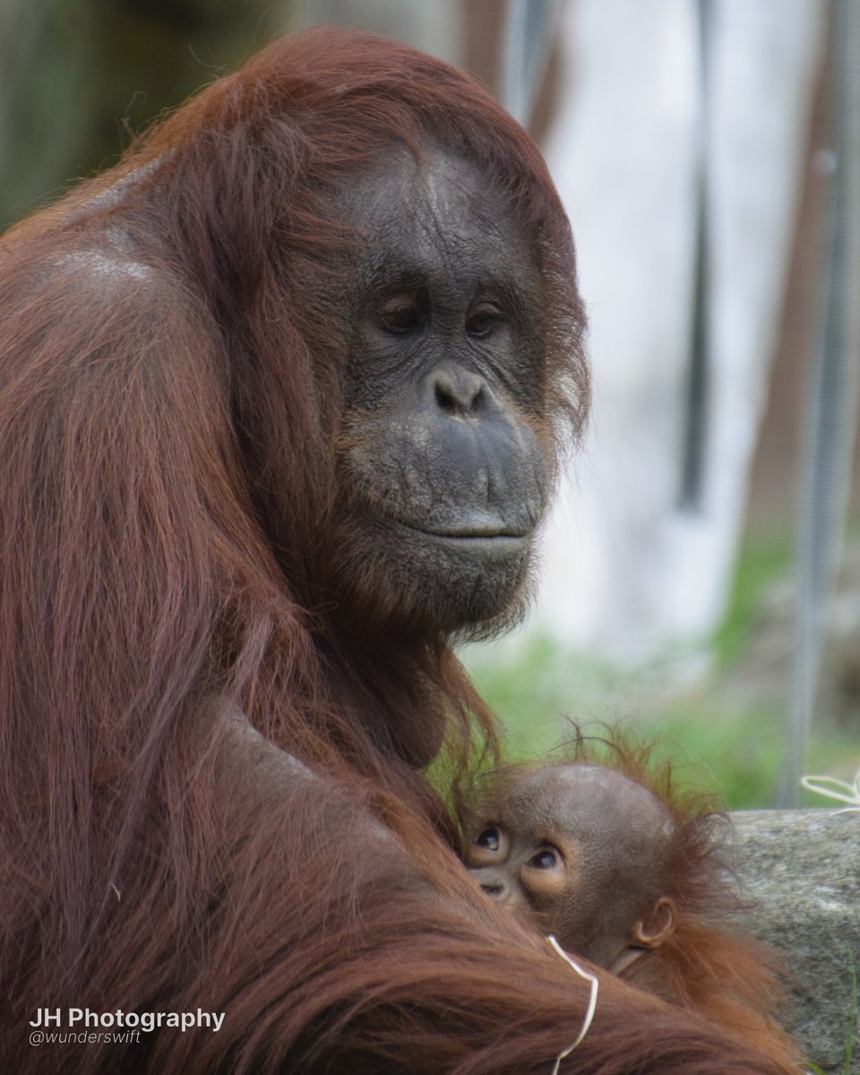 jessica 🐒 tweet media