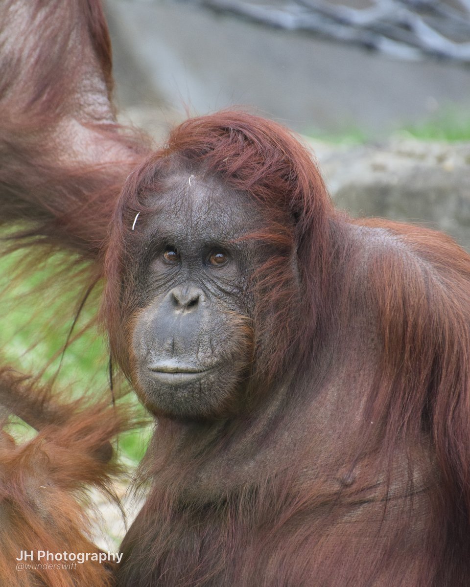 jessica 🐒 tweet media