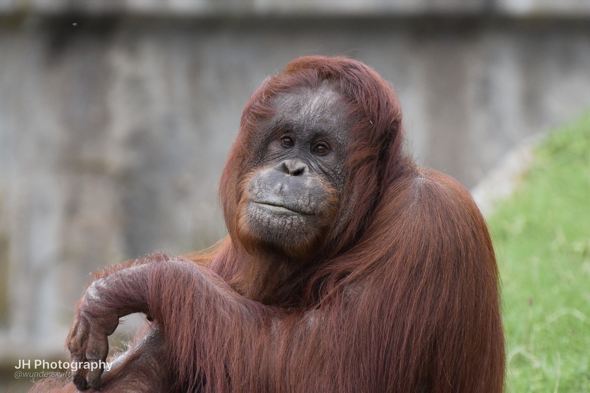 jessica 🐒 tweet media