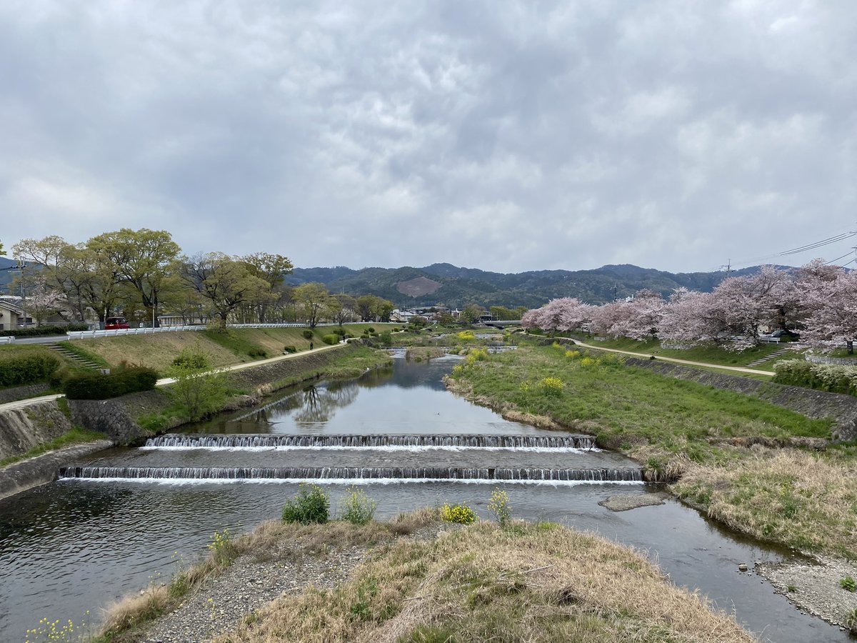 kamokamokai's tweet image. 今日の賀茂川。
2026年4月9日
#Kyoto #kyokamo #鴨川 #京都
