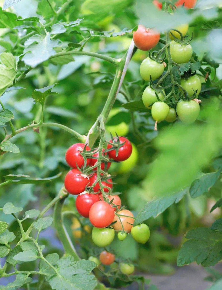 ابو خالد tweet media