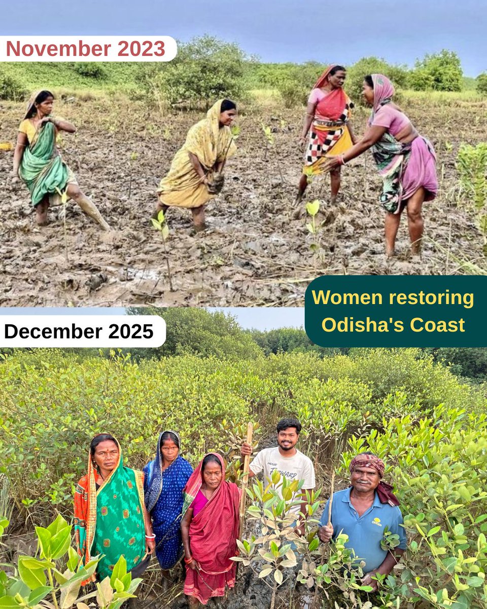 SoumyaMarineWL's tweet photo. From Bare Mudflats to Thriving Mangroves: Women Rebuilding One of India’s Most Climate-Vulnerable Coastlines

This mangrove restoration site at the Devi River Mouth in Odisha tells a powerful story of resilience and community-led climate action.

The first image was captured in November 2023, when women from vulnerable coastal communities stood ankle-deep in mud, planting mangrove saplings in a barren and erosion-prone landscape.

The second image was captured in December 2025.

In just over two years, this once-degraded site has transformed into a thriving mangrove ecosystem.

Many of these women come from families dependent on fish and crab collection for survival. Due to human pressure, pollution, and degradation, mangroves had become severely threatened.

Instead of blaming communities, we worked with them.

We motivated women, built trust, provided training, strengthened indigenous knowledge, and created local leadership. Today, these same women are becoming the strongest protectors of mangroves, shorelines, fisheries, and biodiversity.

At OPSA Trust, we have planted more than 45,000 mangroves across multiple sites in Odisha and engaged 145 women from marginalized coastal families through skill-building and stewardship.

This coastline is also part of the region devastated by the 1999 Super Cyclone, where nearly 10,000 people lost their lives.

Today, we have identified nearly 200 hectares of vulnerable land where mangrove restoration can strengthen climate resilience, reduce disaster risk, and protect communities for generations.

The community is ready. The women are ready. The land is ready.

We now need support from you all willing to invest in nature-based solutions.

Join our struggle. Join our sacrifice. Help us restore one million mangroves by 2030. 🌱

@RNP_Foundation @SangitaSJindal
@HCL_Foundation @NidhiPundhir08 @DeepakFoundatio @NandanNilekani @IndiaClimCollab @shabanafaizal1
@AdityaBirlaGrp @AxisBank
@ShalluJindal_ @Ram_Guha
@naghma_mulla @vnigamsinha
@RainmatterOrg @GroupGodrej
@anandmahindra @MahindraRise

#WomenForMangroves #MangroveRestoration #ClimateAction #ClimateResilience #CSR #Philanthropy #CommunityLedConservation #Odisha #DeviRiverMouth #BlueCarbon #CoastalResilience #NatureBasedSolutions #OPSATrust #MillionMangroves2030