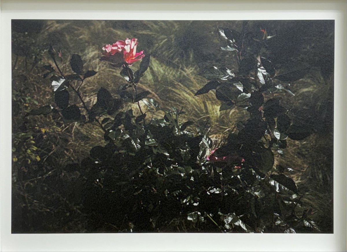 清水コウ写真展「植物園」開催中です。
写真が言葉で表される領域にはないことが、じわじわと迫ります。19日(日)まで。