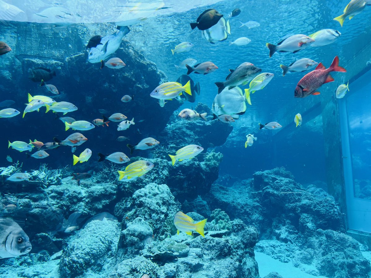 だいこくや tweet media