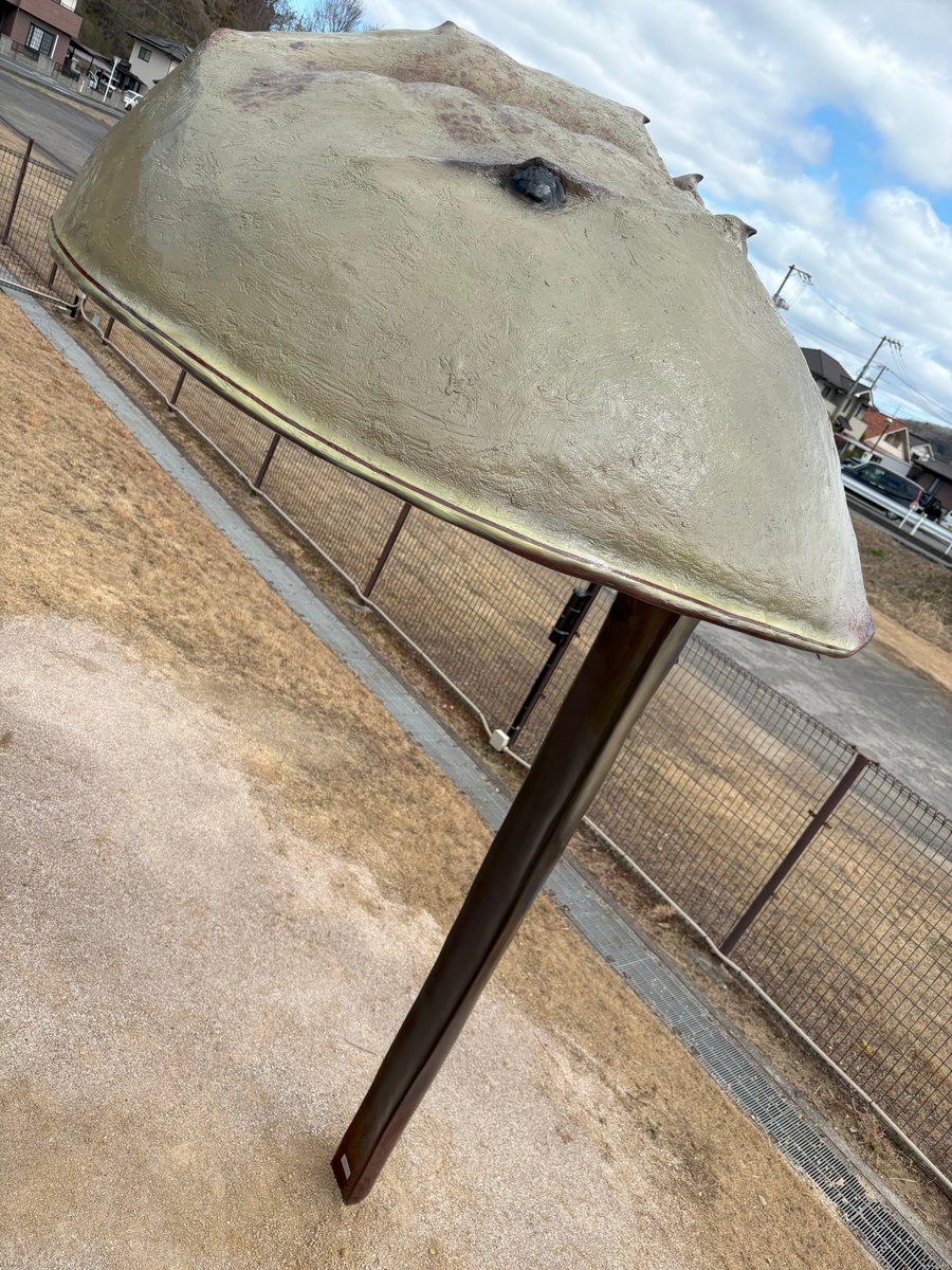 笠岡市立カブトガニ博物館【公式】 tweet media