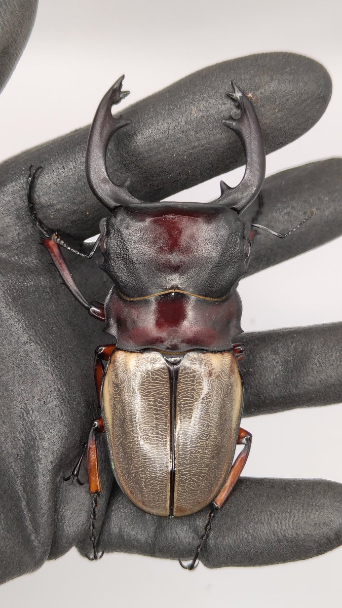 ビーム@C107 火曜東ユ62a tweet media