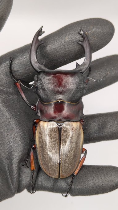 フェモラリス
93mm、種親候補個体です。 