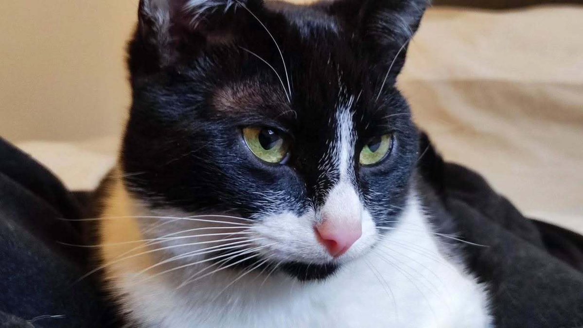 VigiPets.fr tweet media